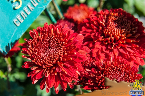 «Очей очарованье»: в Никитском ботаническом саду открыли Бал хризантем (ФОТОРЕПОРТАЖ) - «Общество Крыма»