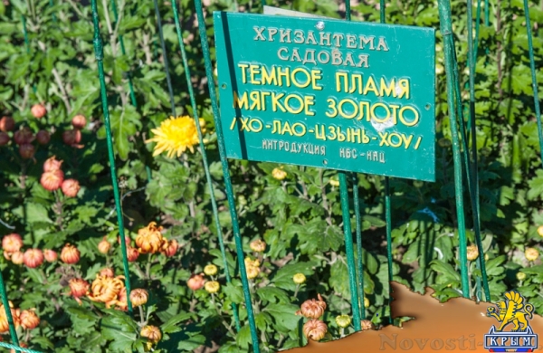 «Очей очарованье»: в Никитском ботаническом саду открыли Бал хризантем (ФОТОРЕПОРТАЖ) - «Общество Крыма»