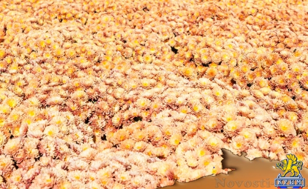 «Очей очарованье»: в Никитском ботаническом саду открыли Бал хризантем (ФОТОРЕПОРТАЖ) - «Общество Крыма»