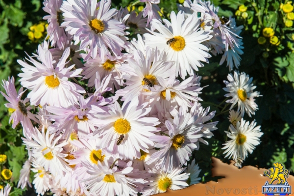 «Очей очарованье»: в Никитском ботаническом саду открыли Бал хризантем (ФОТОРЕПОРТАЖ) - «Общество Крыма»