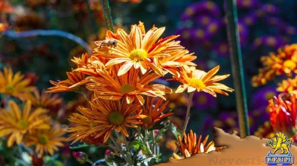 «Очей очарованье»: в Никитском ботаническом саду открыли Бал хризантем (ФОТОРЕПОРТАЖ) - «Общество Крыма»