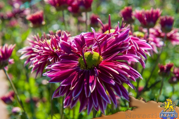 «Очей очарованье»: в Никитском ботаническом саду открыли Бал хризантем (ФОТОРЕПОРТАЖ) - «Общество Крыма»