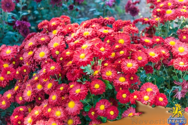 «Очей очарованье»: в Никитском ботаническом саду открыли Бал хризантем (ФОТОРЕПОРТАЖ) - «Общество Крыма»
