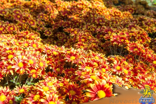«Очей очарованье»: в Никитском ботаническом саду открыли Бал хризантем (ФОТОРЕПОРТАЖ) - «Общество Крыма»