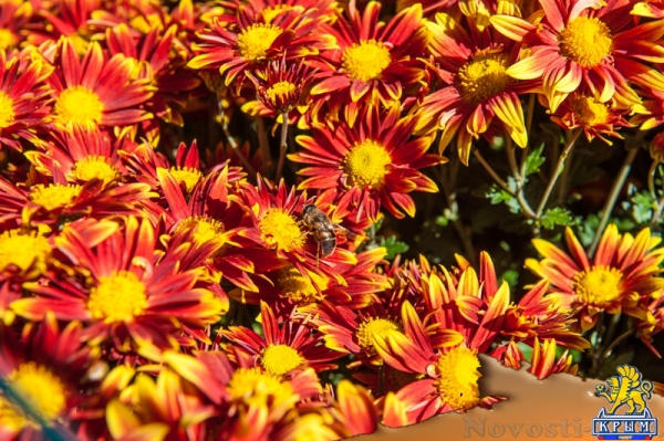 «Очей очарованье»: в Никитском ботаническом саду открыли Бал хризантем (ФОТОРЕПОРТАЖ) - «Общество Крыма»