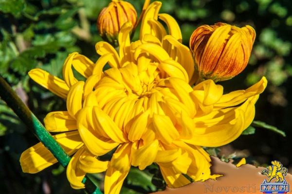 «Очей очарованье»: в Никитском ботаническом саду открыли Бал хризантем (ФОТОРЕПОРТАЖ) - «Общество Крыма»