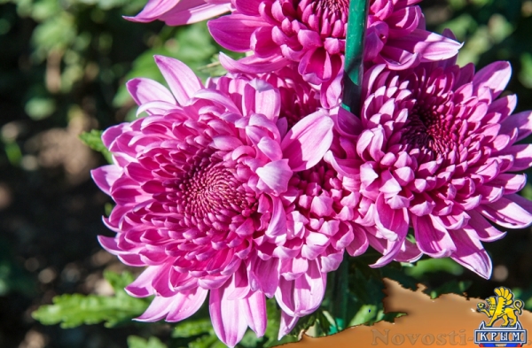 «Очей очарованье»: в Никитском ботаническом саду открыли Бал хризантем (ФОТОРЕПОРТАЖ) - «Общество Крыма»