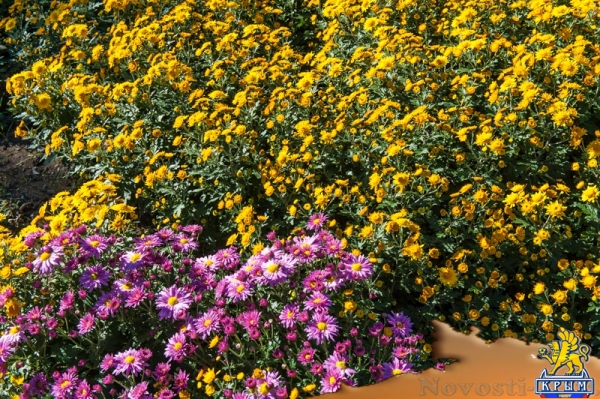 «Очей очарованье»: в Никитском ботаническом саду открыли Бал хризантем (ФОТОРЕПОРТАЖ) - «Общество Крыма»