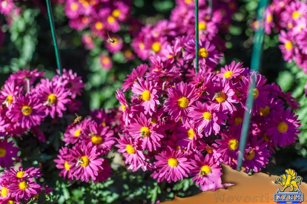 «Очей очарованье»: в Никитском ботаническом саду открыли Бал хризантем (ФОТОРЕПОРТАЖ) - «Общество Крыма»