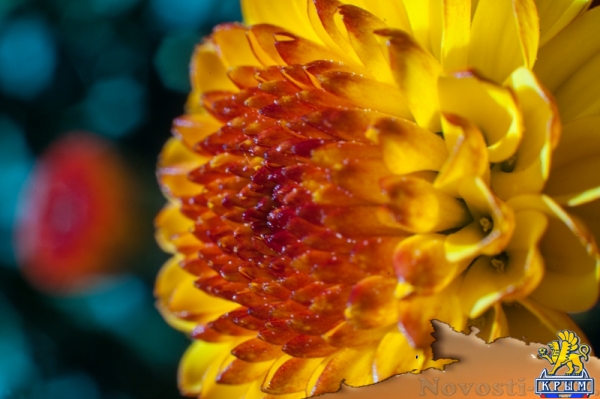 «Очей очарованье»: в Никитском ботаническом саду открыли Бал хризантем (ФОТОРЕПОРТАЖ) - «Общество Крыма»