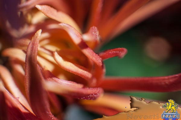 «Очей очарованье»: в Никитском ботаническом саду открыли Бал хризантем (ФОТОРЕПОРТАЖ) - «Общество Крыма»