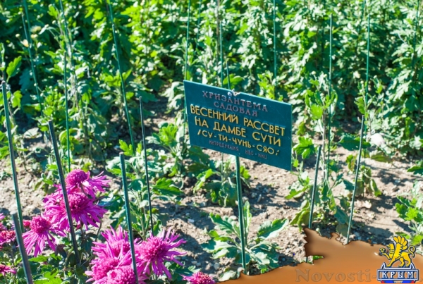 «Очей очарованье»: в Никитском ботаническом саду открыли Бал хризантем (ФОТОРЕПОРТАЖ) - «Общество Крыма»