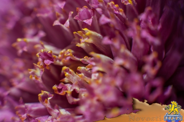 «Очей очарованье»: в Никитском ботаническом саду открыли Бал хризантем (ФОТОРЕПОРТАЖ) - «Общество Крыма»