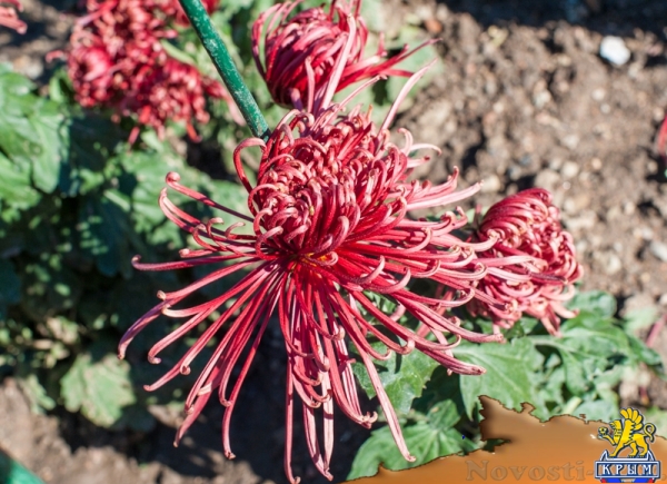 «Очей очарованье»: в Никитском ботаническом саду открыли Бал хризантем (ФОТОРЕПОРТАЖ) - «Общество Крыма»