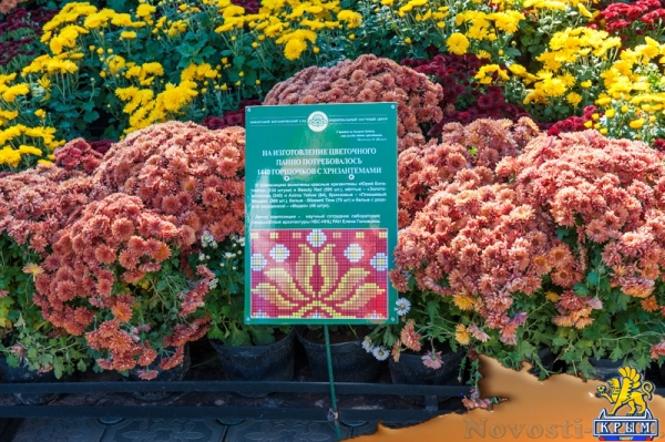 «Очей очарованье»: в Никитском ботаническом саду открыли Бал хризантем (ФОТОРЕПОРТАЖ) - «Общество Крыма»