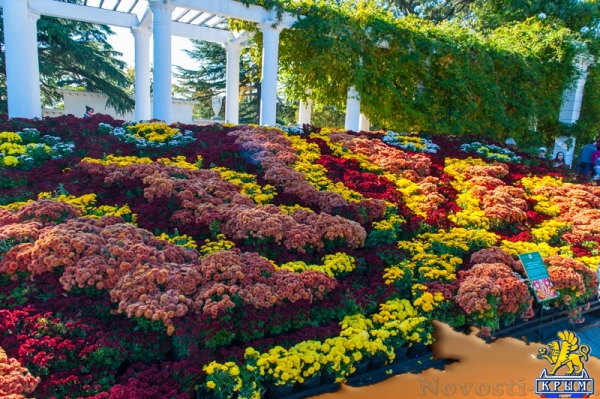 «Очей очарованье»: в Никитском ботаническом саду открыли Бал хризантем (ФОТОРЕПОРТАЖ) - «Общество Крыма»