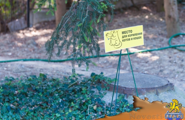 «Очей очарованье»: в Никитском ботаническом саду открыли Бал хризантем (ФОТОРЕПОРТАЖ) - «Общество Крыма»