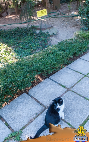 «Очей очарованье»: в Никитском ботаническом саду открыли Бал хризантем (ФОТОРЕПОРТАЖ) - «Общество Крыма»