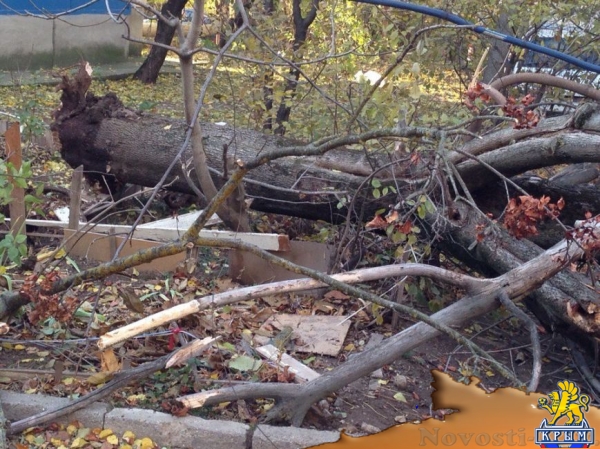 В Симферополе упавшее дерево оборвало кабель, перегородило дорогу и заблокировало авто (ФОТО) - «Симферополь»