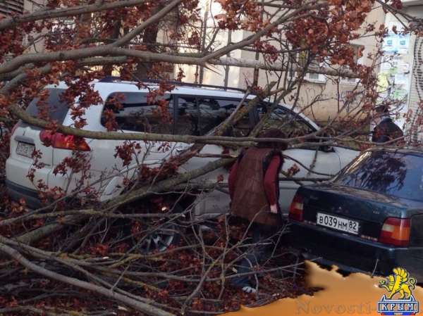 В Симферополе упавшее дерево оборвало кабель, перегородило дорогу и заблокировало авто (ФОТО) - «Симферополь»