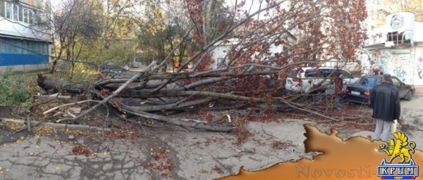 В Симферополе упавшее дерево оборвало кабель, перегородило дорогу и заблокировало авто (ФОТО) - «Симферополь»