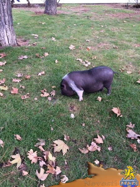 В Ялте вслед за обезьяной и козами по городу теперь гуляет свинья - «Общество»