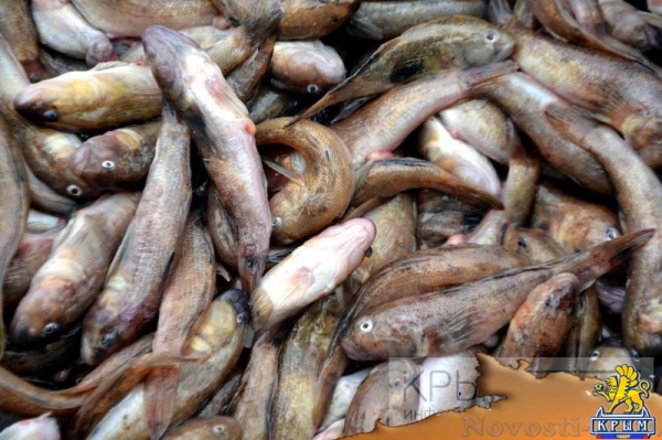 ФССП и администрация Симферополя провели первый рейд по взысканию долгов со злостных неплательщиков штрафов (ФОТО, ВИДЕО) - «Политика Крыма»