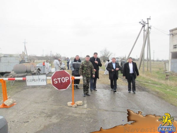 В правительстве Крыма рассказали, как борются со вспышкой АЧС в одном из районов республики (ФОТО) - «Симферополь»