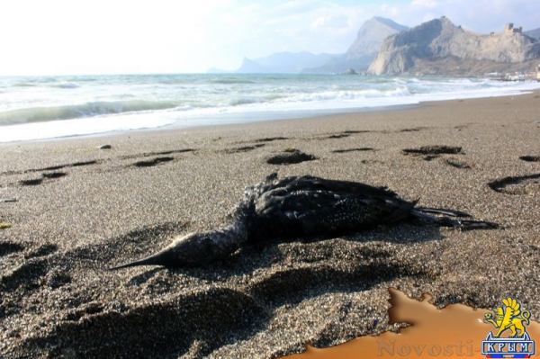 Разлив мазута зафиксирован в акватории Судака (ФОТО) - «Туризм Крыма» Разлив мазута зафиксирован в акватории Судака (ФОТО) - «Туризм Крыма»