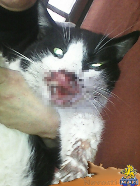 Неизвестные покалечили кота – керчанка просит о помощи - «Керчь»