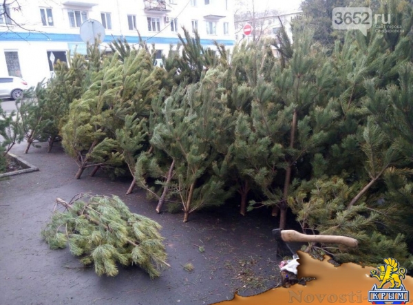 В Симферополе продают ульяновские елки по 350 рублей за метр (ФОТОФАКТ) - «Симферополь» В Симферополе продают ульяновские елки по 350 рублей за метр (ФОТОФАКТ) - «Симферополь»