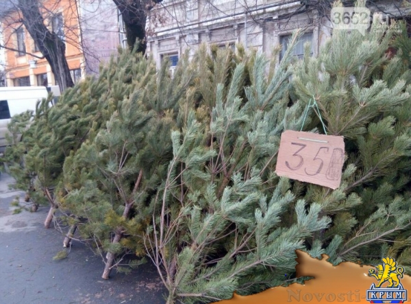 В Симферополе продают ульяновские елки по 350 рублей за метр (ФОТОФАКТ) - «Симферополь» В Симферополе продают ульяновские елки по 350 рублей за метр (ФОТОФАКТ) - «Симферополь»
