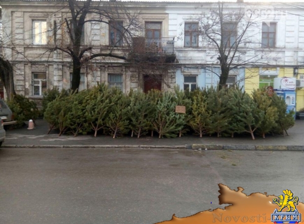 В Симферополе продают ульяновские елки по 350 рублей за метр (ФОТОФАКТ) - «Симферополь» В Симферополе продают ульяновские елки по 350 рублей за метр (ФОТОФАКТ) - «Симферополь»