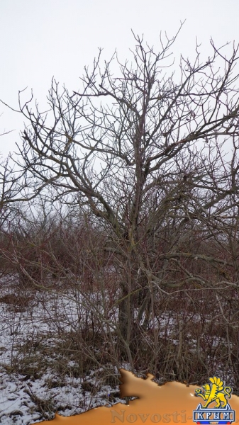 Увеличение добычи воды из скважин приводит к гибели деревьев – керчанка - «Керчь»