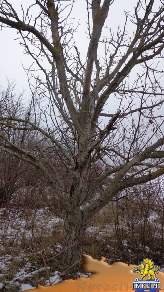 Увеличение добычи воды из скважин приводит к гибели деревьев – керчанка - «Керчь»