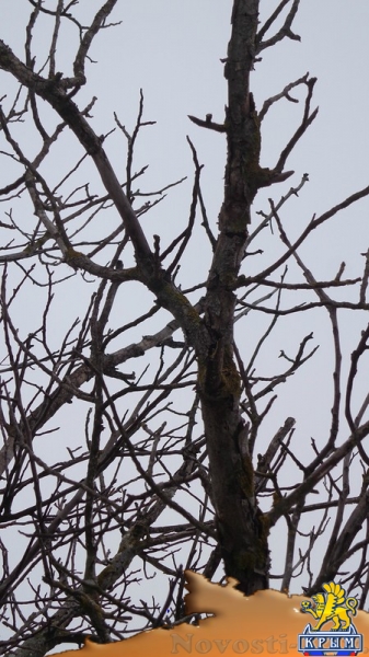 Увеличение добычи воды из скважин приводит к гибели деревьев – керчанка - «Керчь»