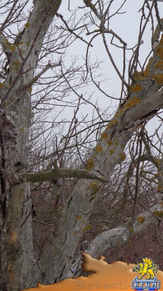 Увеличение добычи воды из скважин приводит к гибели деревьев – керчанка - «Керчь»