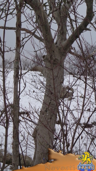 Увеличение добычи воды из скважин приводит к гибели деревьев – керчанка - «Керчь»