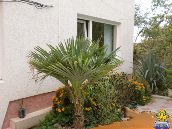 Отдых-эконом в Алуште. Аренда жилья Отдых в Крыму 2016 - жильё в Крыму без посредников - «Отдых в Алуште»