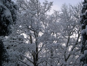 Нынешние морозы пока не угрожают урожаю  - «Новости Крыма»