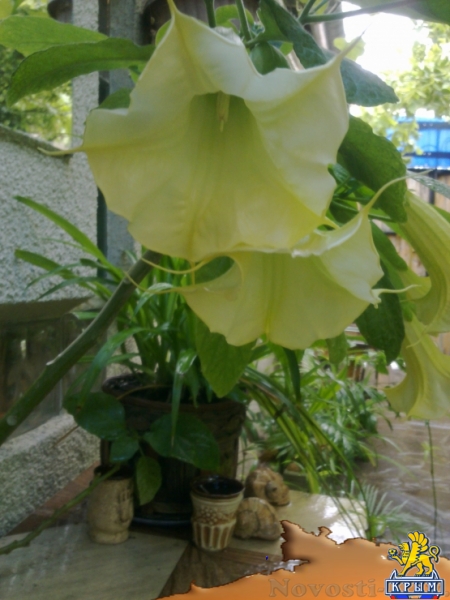 Отдых в Феодосии. Феодосия умеет встречать гостей! Отдых в Крыму 2017 - жильё в Крыму без посредников - «Отдых в Феодосии»