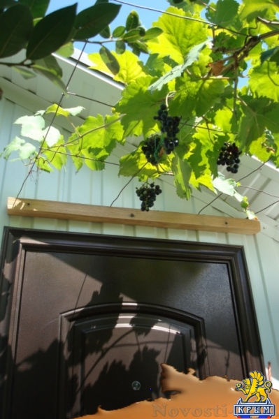 Отдых в Ялте. Сдам свою 1-комнатную квартиру в Ялте! Незабываемый летний отдых! Отдых в Крыму 2017 - жильё в Крыму без посредников - «Отдых в Ялте»