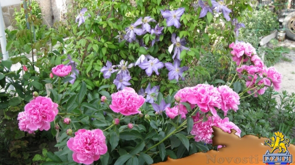 Отдых в Судаке. отдых СУДАК Отдых в Крыму 2017 - жильё в Крыму без посредников - «Отдых в Судаке»