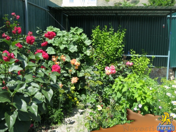 Отдых в Судаке. отдых СУДАК Отдых в Крыму 2017 - жильё в Крыму без посредников - «Отдых в Судаке»