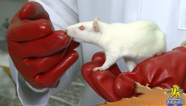 Молодые ученые КФУ экспериментально доказали негативное воздействие электронных сигарет (ФОТО) - «Политика Крыма» Молодые ученые КФУ экспериментально доказали негативное воздействие электронных сигарет (ФОТО) - «Политика Крыма»