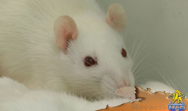 Молодые ученые КФУ экспериментально доказали негативное воздействие электронных сигарет (ФОТО) - «Политика Крыма» Молодые ученые КФУ экспериментально доказали негативное воздействие электронных сигарет (ФОТО) - «Политика Крыма»