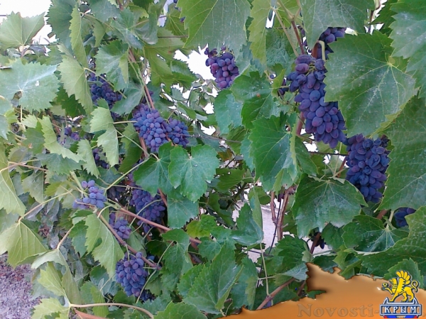 Отдых в Судаке. Бюджетный отдых в Судаке в Гостевом Доме Оазис Судак Отдых в Крыму 2017 - жильё в Крыму без посредников - «Отдых в Судаке»