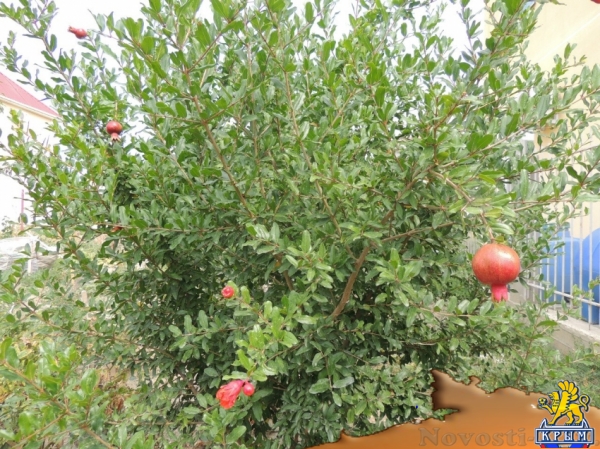 Отдых в Судаке. отдых Отдых в Крыму 2017 - жильё в Крыму без посредников - «Отдых в Судаке»