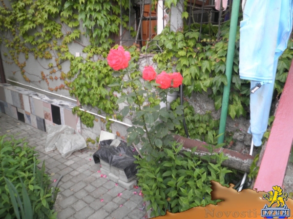 Отдых в Алуште. Эконом номерочки по ул. Таврическая Отдых в Крыму 2017 - жильё в Крыму без посредников - «Отдых в Алуште» Отдых в Алуште. Эконом номерочки по ул. Таврическая Отдых в Крыму 2017 - жильё в Крыму без посредников - «Отдых в Алуште»