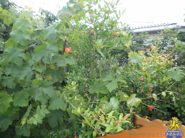 Отдых в Алуште. Эконом номерочки по ул. Таврическая Отдых в Крыму 2017 - жильё в Крыму без посредников - «Отдых в Алуште» Отдых в Алуште. Эконом номерочки по ул. Таврическая Отдых в Крыму 2017 - жильё в Крыму без посредников - «Отдых в Алуште»